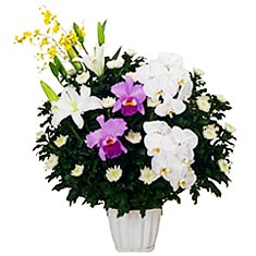 菊