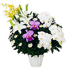 菊